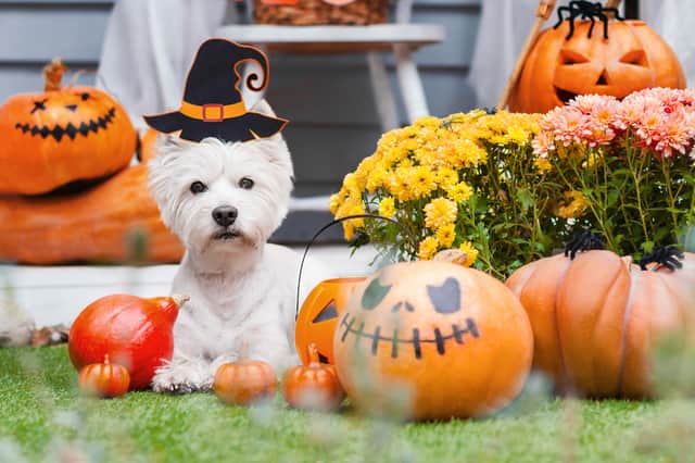 <p>The most popular dog costumes for Halloween, as searched on Google</p>