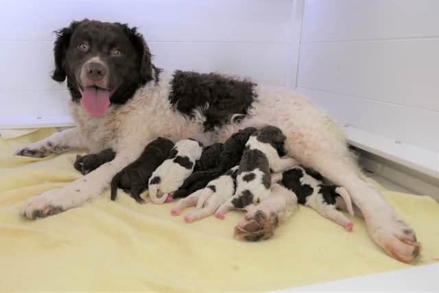 Aafke and her newborn puppies.
