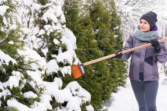 Remember to shake snow off trees (photo: Shutterstock)