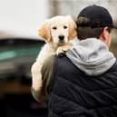 The tougher law should also make it harder for thieves to steal and sell pets (Photo: Shutterstock)