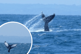 A rare humpback whale has been spotted off the Cornish coast