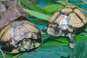 Endangered turtles stolen from UK zoo in ‘concerning’ and ‘targeted theft’ 