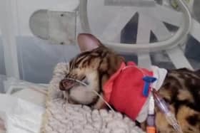 Heartbreaking footage shows 11-month-old moggy Bella hooked up to tubes and a heart monitor after coming into contact with a lily, which are highly poisonous to cats.