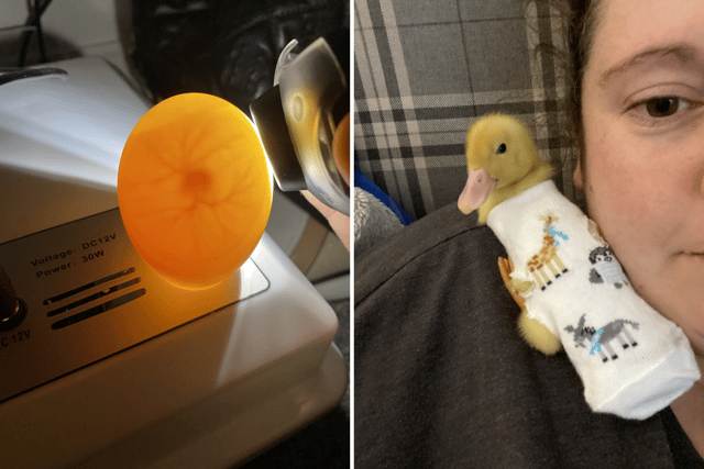 The egg was put in an incubator and hatched last year