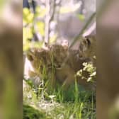 Three Asiatic lion cubs play outside for the first time.