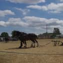 Hollowell Steam and Heavy Horse Show