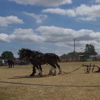 Hollowell Steam and Heavy Horse Show celebrates raising £2million in 40 years