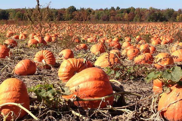 Get your pumpkin picking day booked in now.