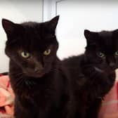 Leon and Nikita were being looked after at the RSPCA's base in Brixworth