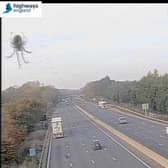 The insect caught camera operators by surprise as they were watching traffic on the M1 through Northants