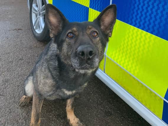 PD Nala assisted police in detaining two men after they were seen to be dismantling a shed and loading it into their van outside Homebase in Daventry.
