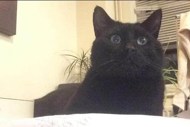 Beloved family cat Tom was found dead in Tovey Drive, Southbrook, with a broken cable tie around his neck.