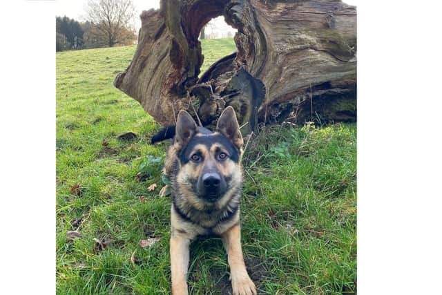 PD Bryn assisted officers in locating a missing 20-year-old yesterday.