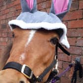 Crystal the pony gets in the Easter mood with her bunny ears.