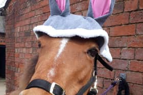 Crystal the pony gets in the Easter mood with her bunny ears.