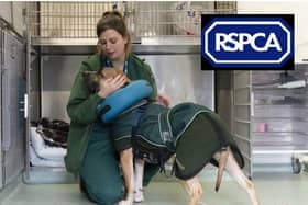 The RSPCA say it is business as usual amid the coronavirus pandemic