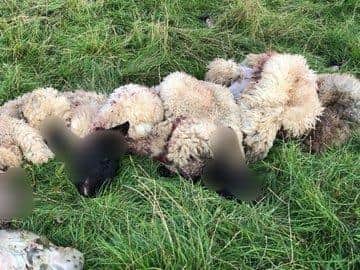 The sheep were inhumanely slaughtered and butchered for their meat in the fields.