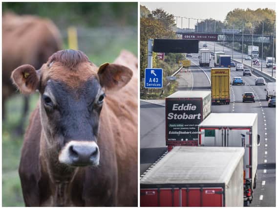 M1 traffic was held up by a loose cow in Northamptonshire on Saturday. Photo: Getty Images