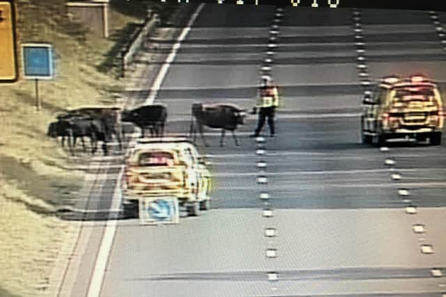 Traffic officers turn cowboys to coax the cows off the M1. Photo: Highways England