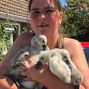 Emma Townsend from Animals in Need rounds up the cygnets