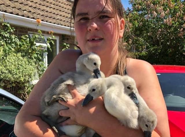 Emma Townsend from Animals in Need rounds up the cygnets