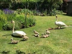 The swan family turned up in a garden in East Haddon after forcing police to close the A428