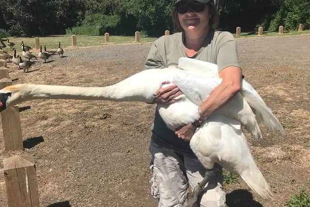 Rescuer Bernie Green grapples with one of the grown up swans
