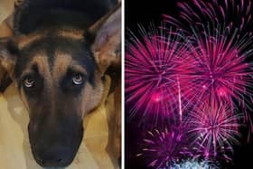 Dogs and cats are often scared by fireworks, so experts have offered tips to comfort them.