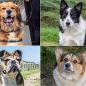 These beautiful dogs are currently up for adoption in Northamptonshire!