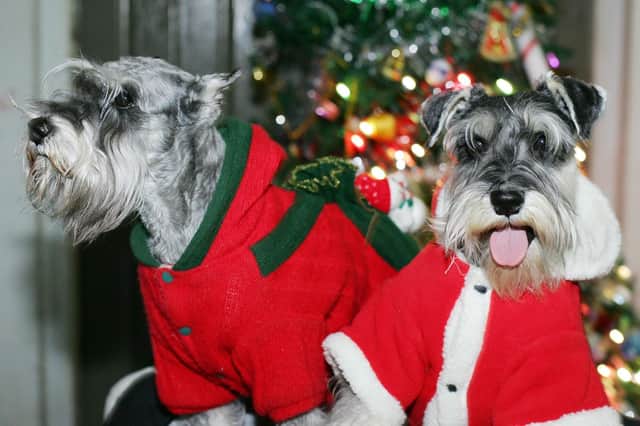 This delightful duo get ready for Santa Paws.
Picture: Getty Images.