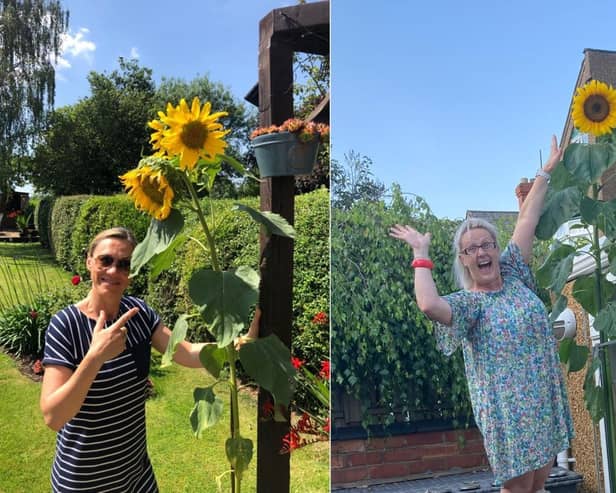 Photos from last year's Sunflower Sweepstake.