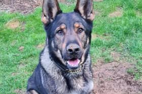 Rocky is one of the Northamptonshire Police Dogs' newest recruits