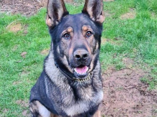 Rocky is one of the Northamptonshire Police Dogs' newest recruits