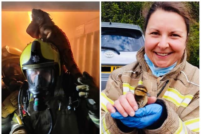 An iguana and a lucky duckling are among other animals helped by Northamptonshire Fire & Rescue recently