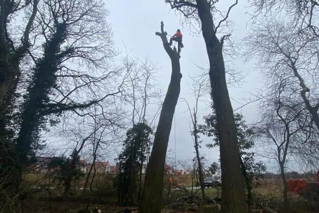 Working on the trees.