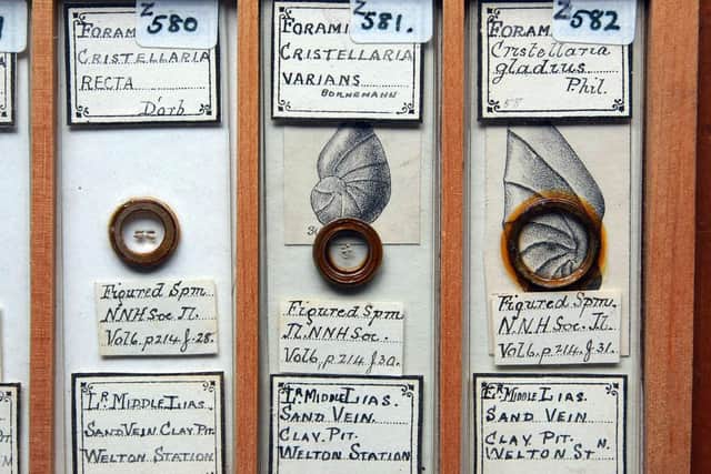 Three slides showing microfossils from Walter Drawbridge Crick's collection