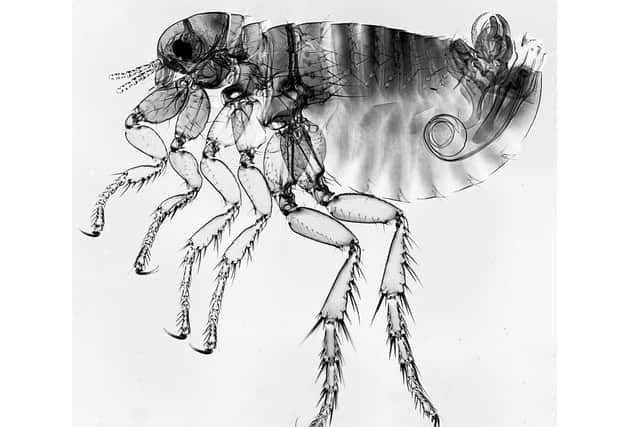 A male human flea, taken by Northamptonshire Natural History Society's microscope section