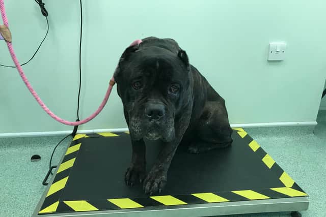 This Italian Mastiff was dumped in a suitcase in Corby.