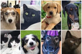 Some of the cutest pets in the running for Northamptonshire Hospital Charity's prizes next week