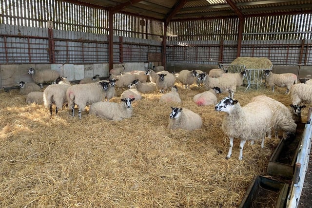 The Stoke Bruerne farm re-opens for the 2023 season on Saturday (March 11).
Although members of the public cannot feed the lambs at Rookery Open Farm, they can see them and potentially watch them being born.
The farm’s website says: “During the lambing season you may be able to experience seeing some of the baby lambs being born.”
The farm will be open 10am - 5pm every day, except for Tuesdays.
Tickets are £8 per adult and £7.50 per child. Pay upon arrival. Visit rookeryopenfarm.com to find out more.