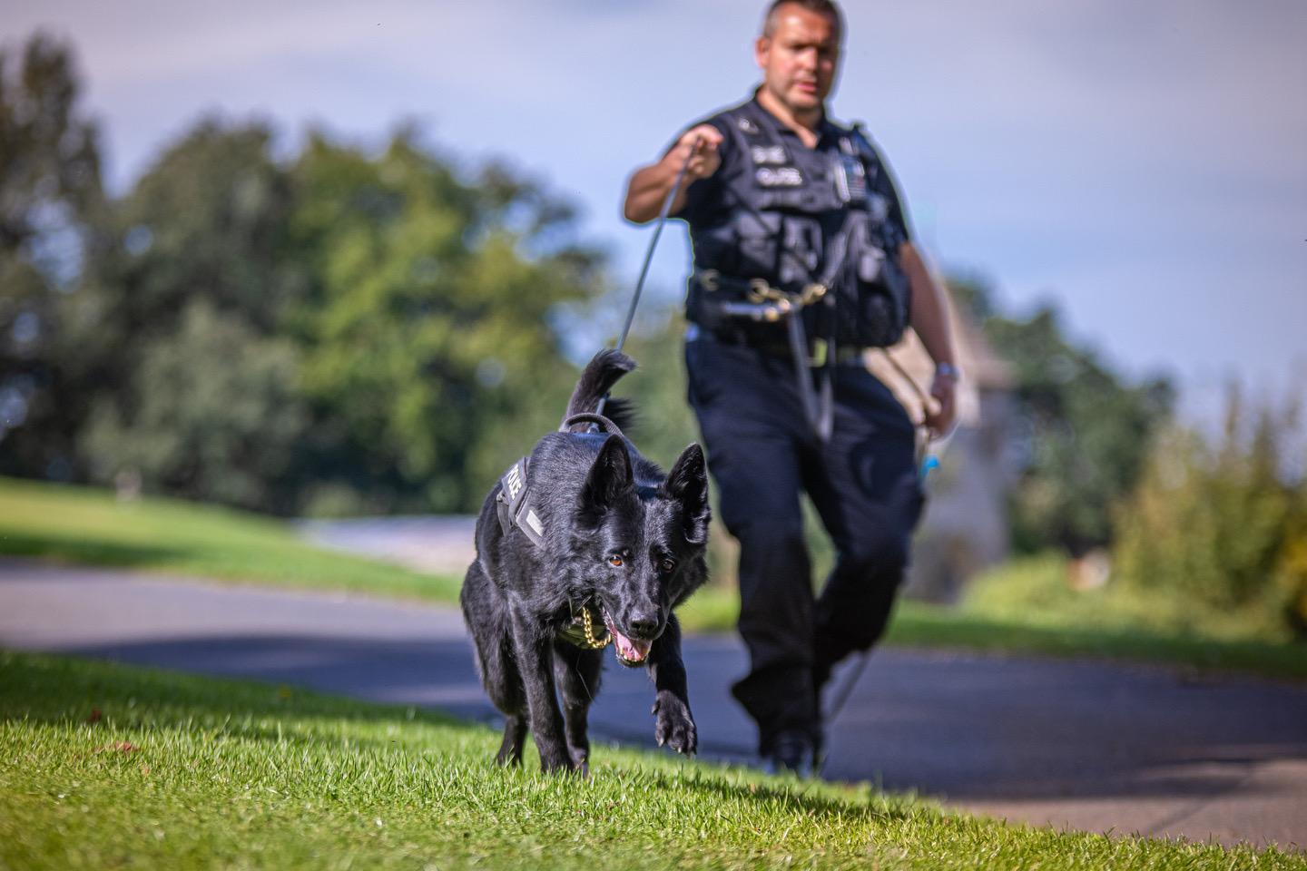 Police dog Fama retires from Northamptonshire force after six years of ...