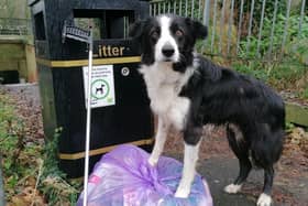 Monica De Bokx's dog Bodhi often joins her on litter picks around the town with the Daventry Litter Wombles.