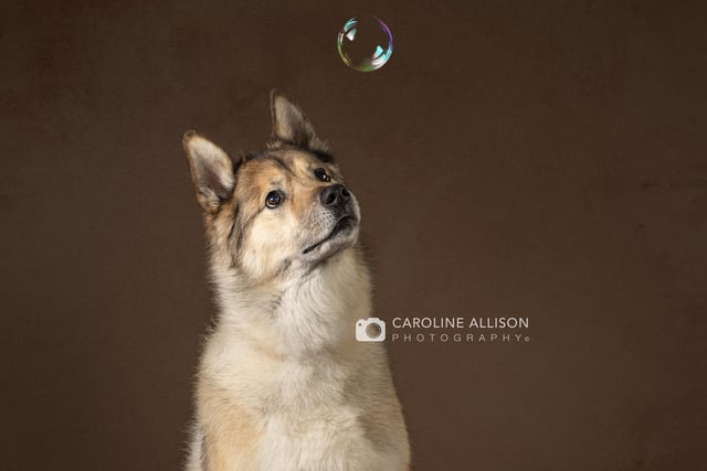 Kodi, an 11-year-old German Shepherd Husky mix and therapy dog, pictured by Caroline.