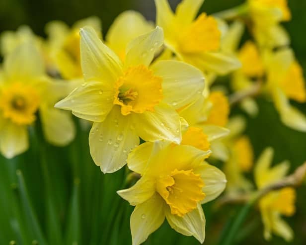 Northamptonshire will see a spring mix of sunshine and showers over the Easter bank holiday weekend.