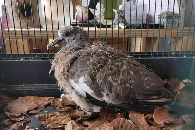Pigeons are always welcome at Weedon Wildlife and Lindsey provides care for injured or abandoned ones