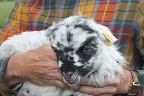 A North Ronaldsay lamb on Nick Dowler's farm