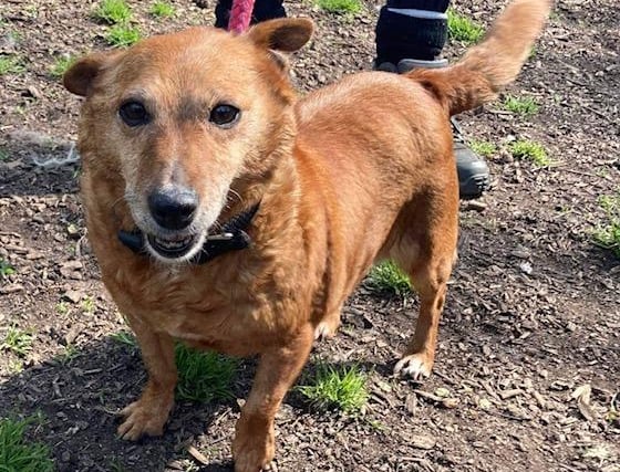 Annie said: "Winnie is a sweet, kind older terrier lady who found herself at the dog pound. She is not bothered by other dogs and craves love and attention."