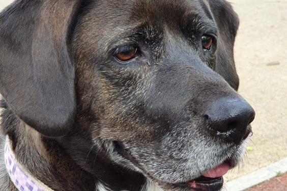 Annie said: "Lola is a gorgeous, friendly and eager to please eight year old beagle/lab/staffie mix. She is fine with other dogs and sensible older children, is housetrained and knows basic commands. She is very sad to find herself in kennels and does not understand what she has done to be abandoned."