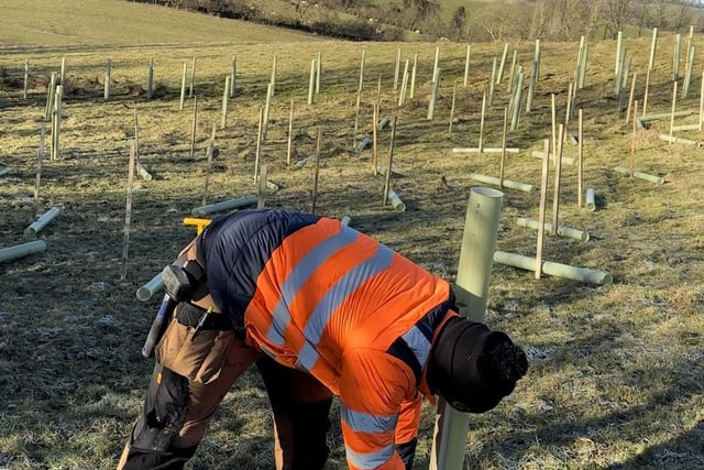 Ryan Lange along with his teammates, Joe, Dylan, and Jack, were pictured planting trees in Preston, near Daventry, between Thursday, January 11, and Monday, January 15.