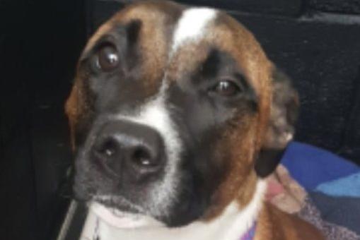 Stella is a super-friendly, happy lady who was rehomed by us several years ago. Unfortunately, her family is no longer in a position to keep her. She loves everyone but does not get along well with other animals. Despite her senior years, she is still lively and will need a home where she can enjoy plenty of exercise before snuggling up for cuddles on the sofa.